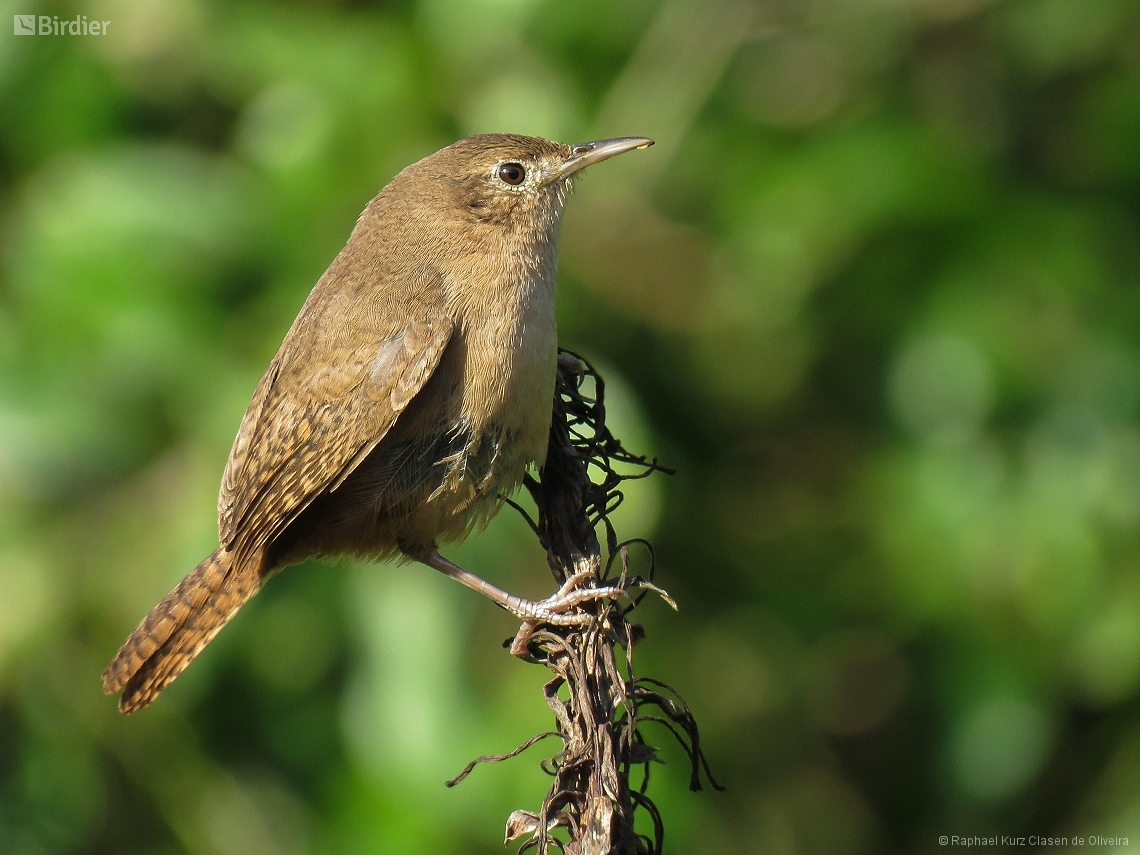 Troglodytes musculus