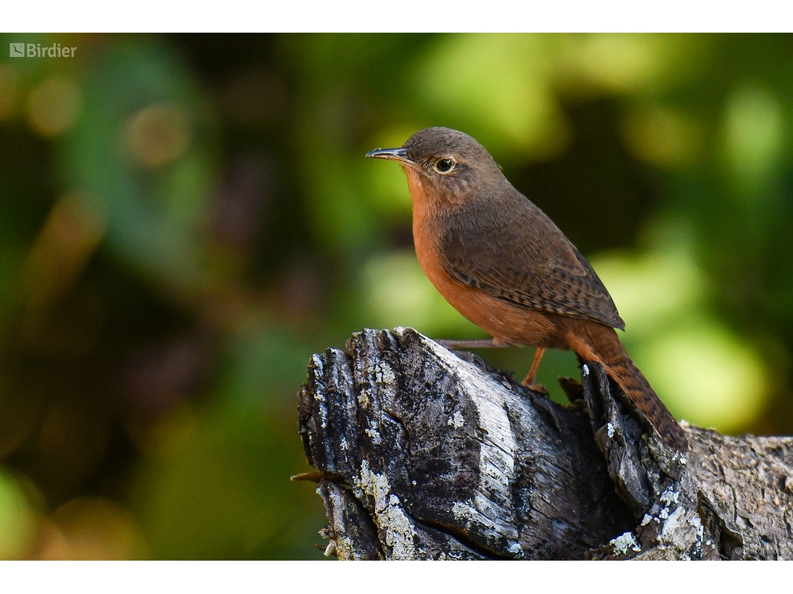 Troglodytes musculus