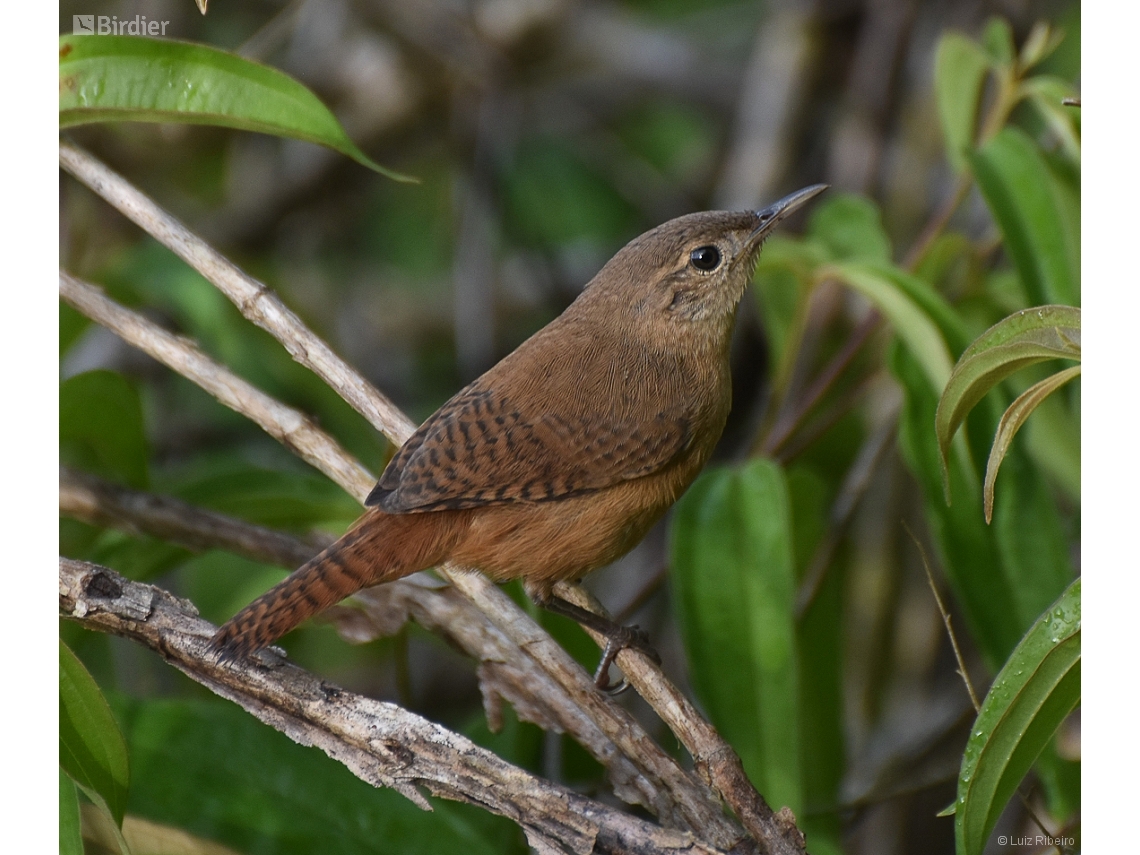 Troglodytes musculus