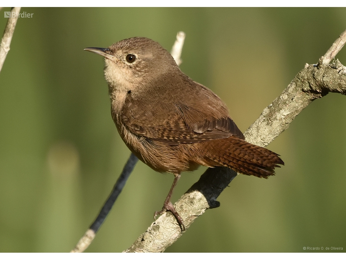 Troglodytes musculus