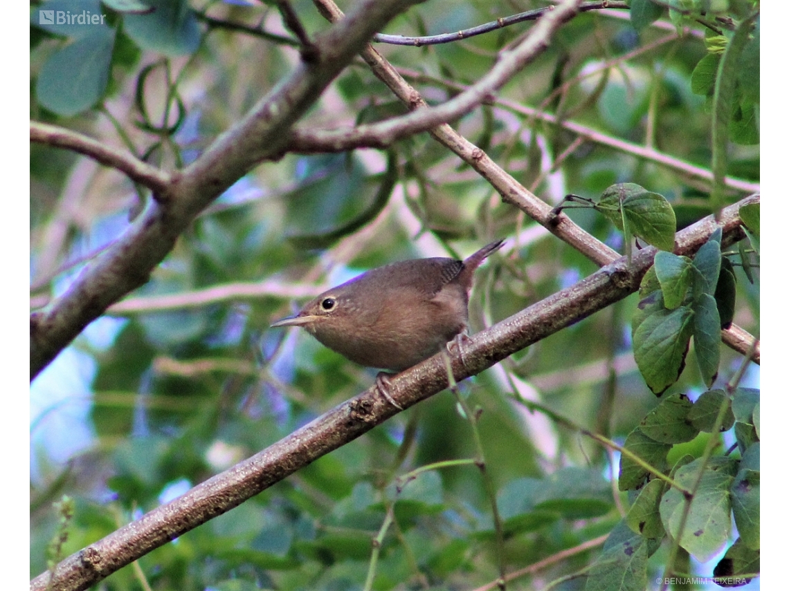 Troglodytes musculus