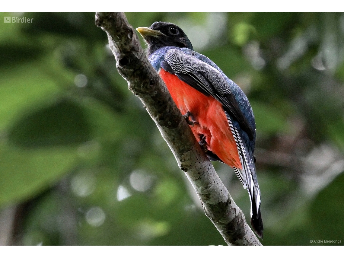 Trogon collaris