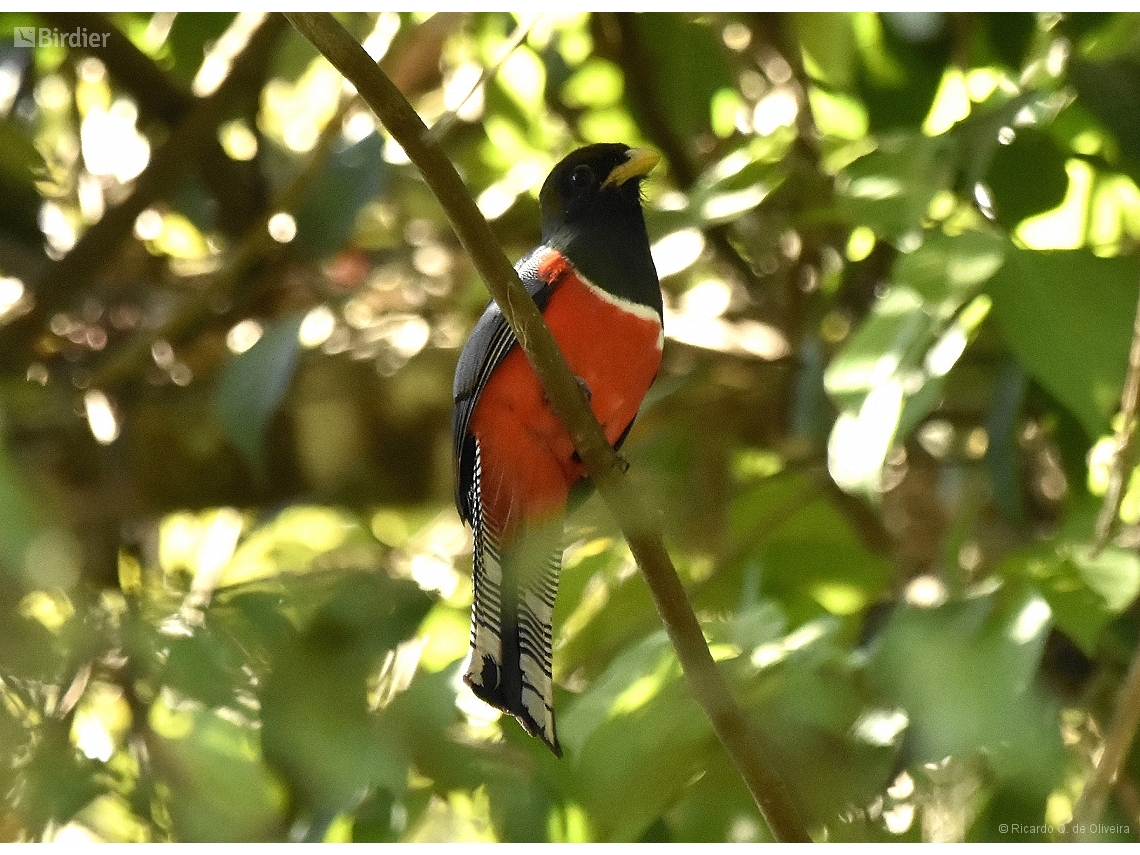 Trogon collaris