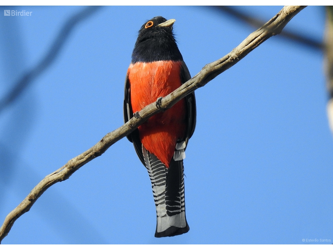 Trogon curucui