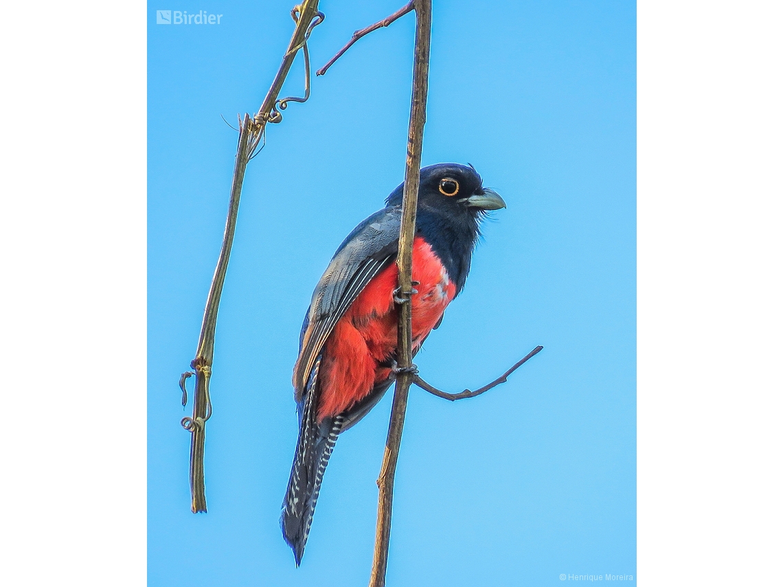 Trogon curucui