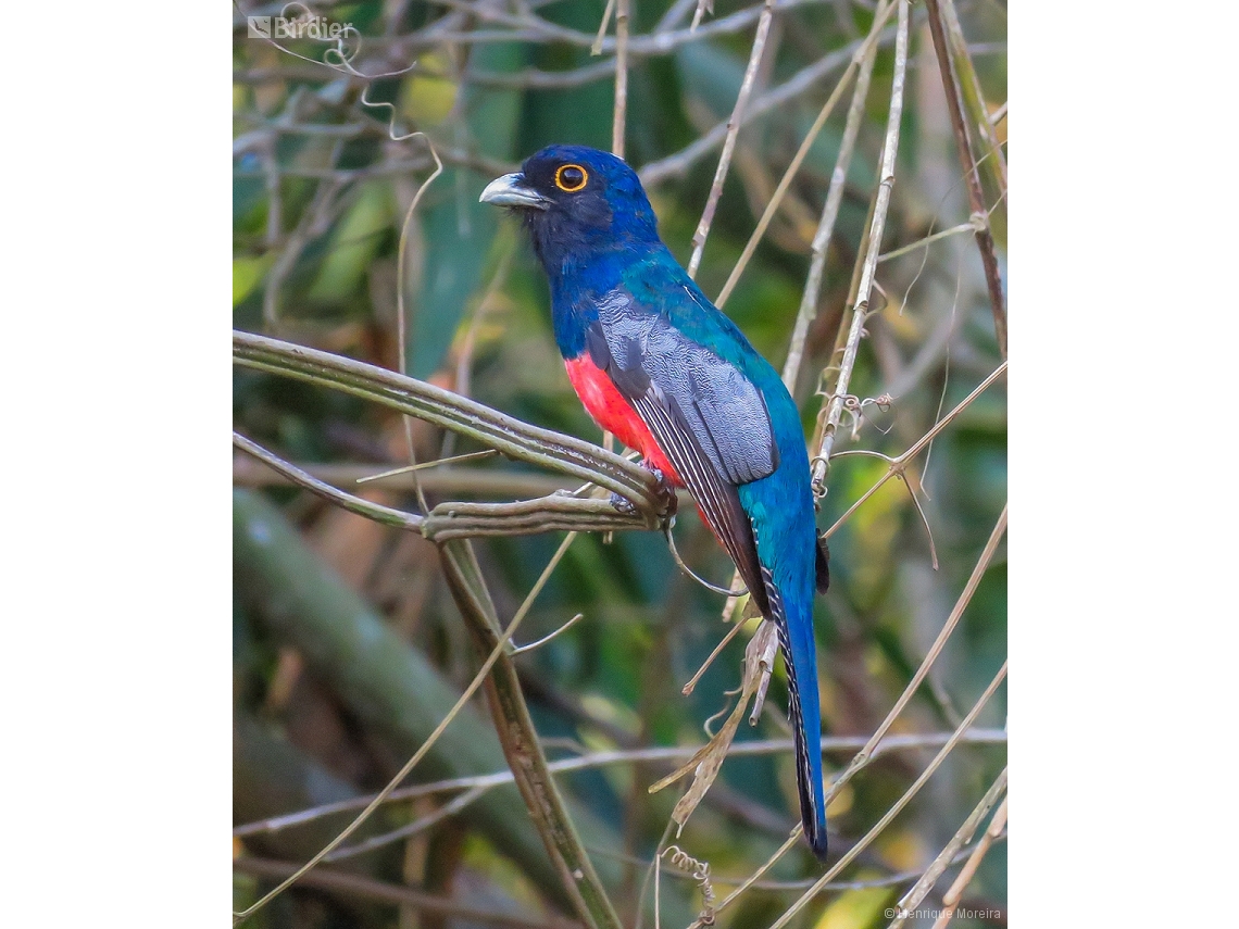 Trogon curucui