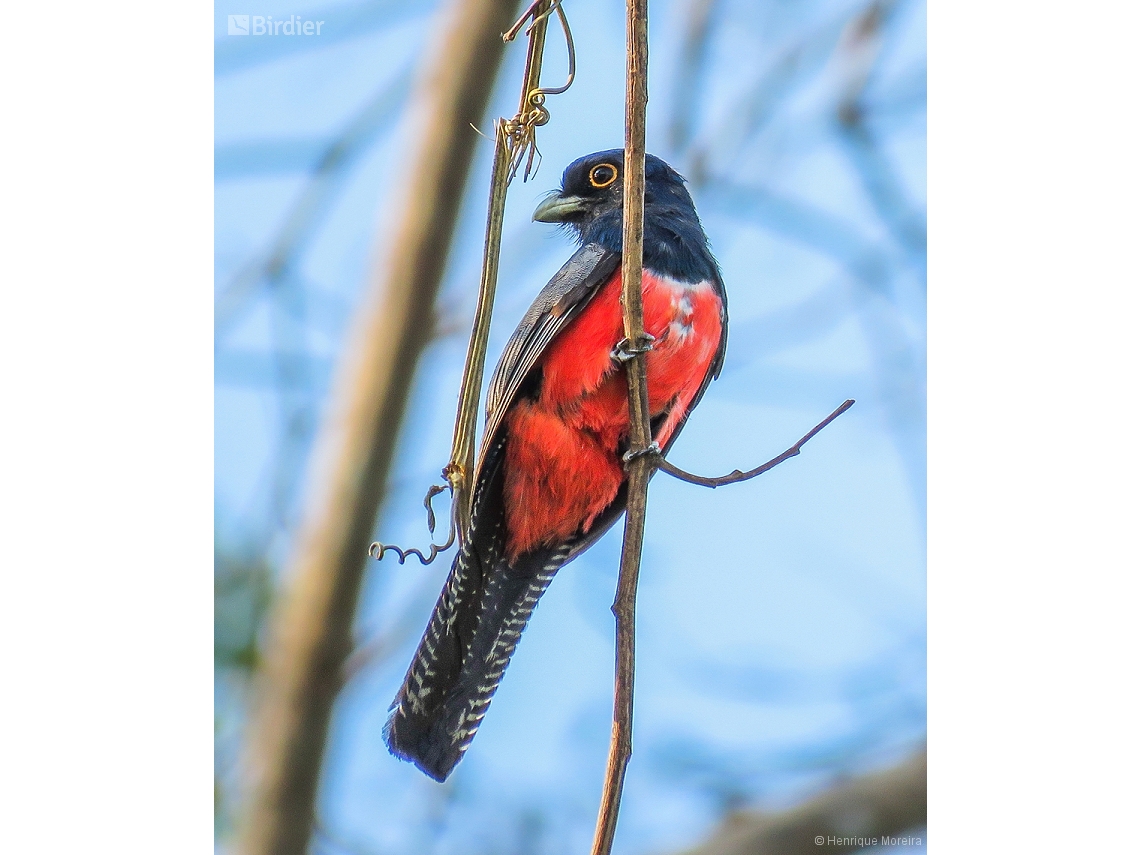 Trogon curucui