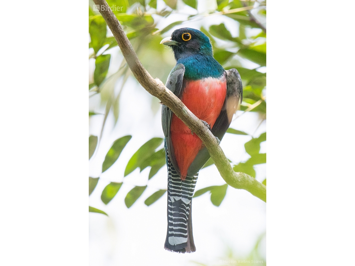 Trogon curucui