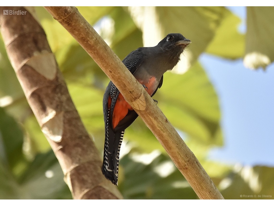 Trogon curucui