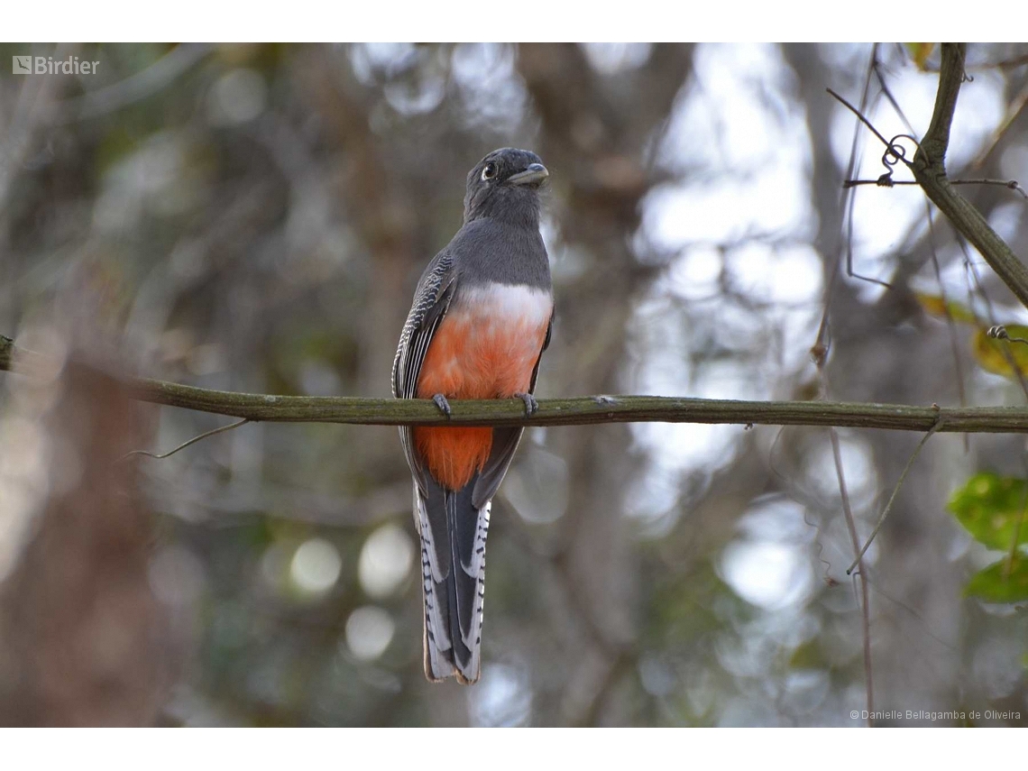 Trogon curucui