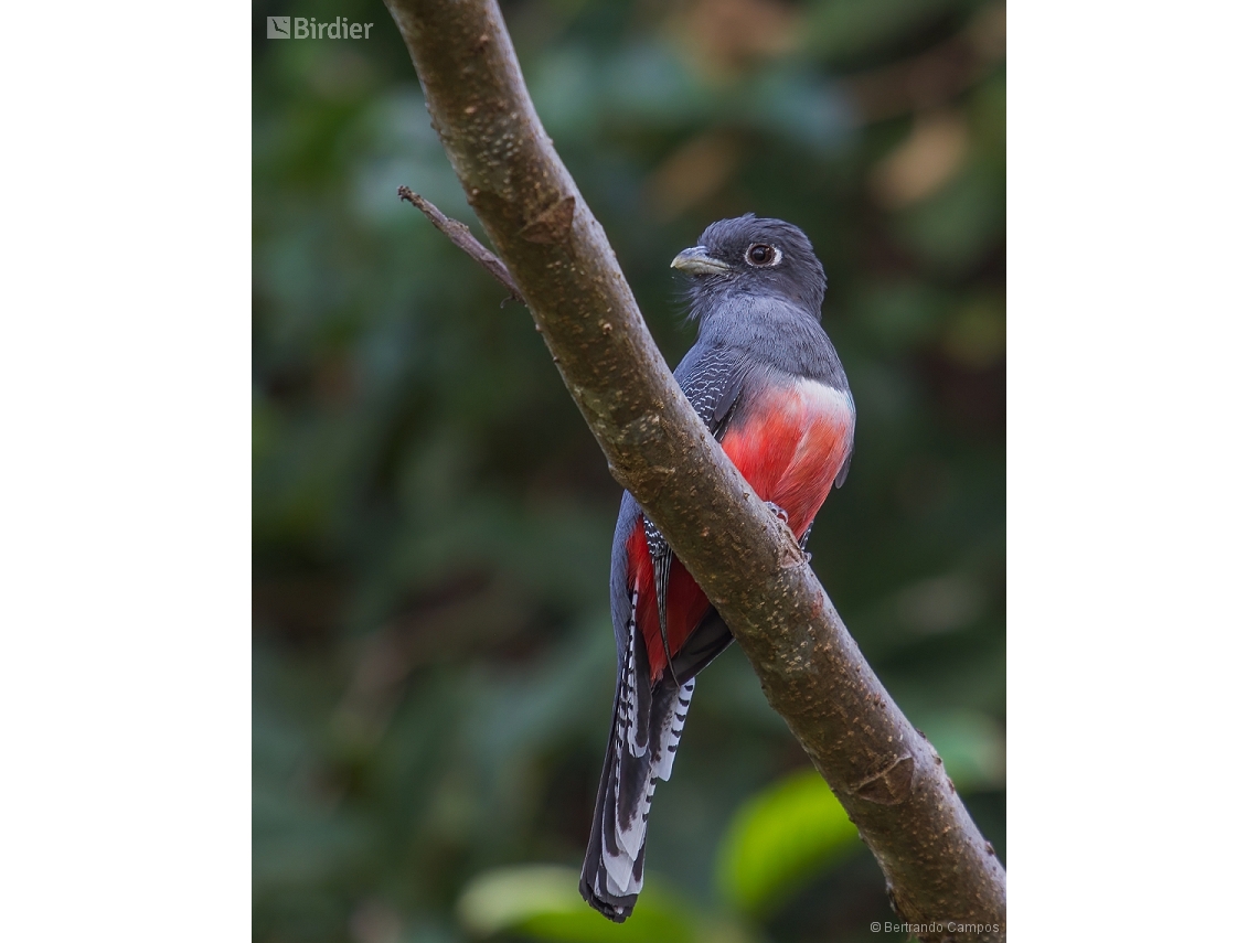 Trogon curucui