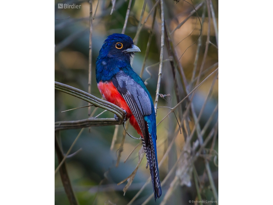 Trogon curucui