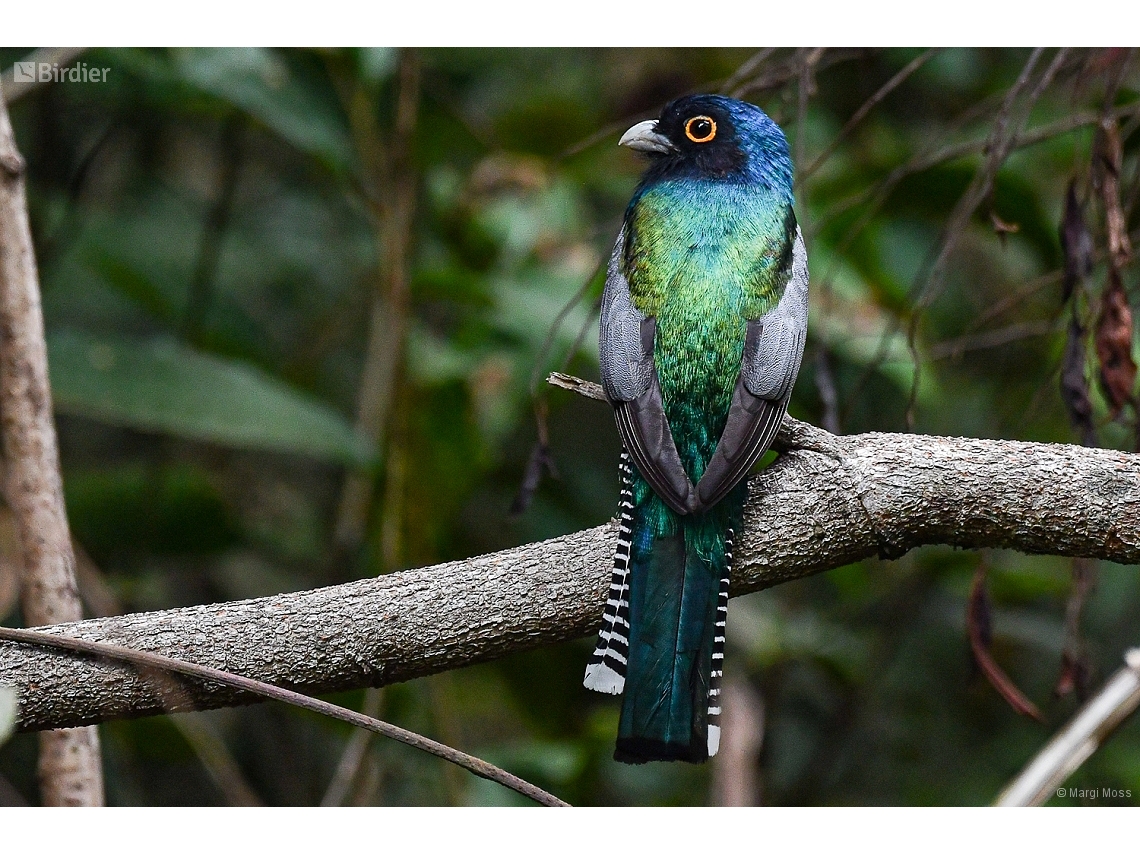 Trogon curucui