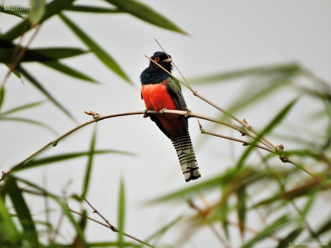 Trogon curucui