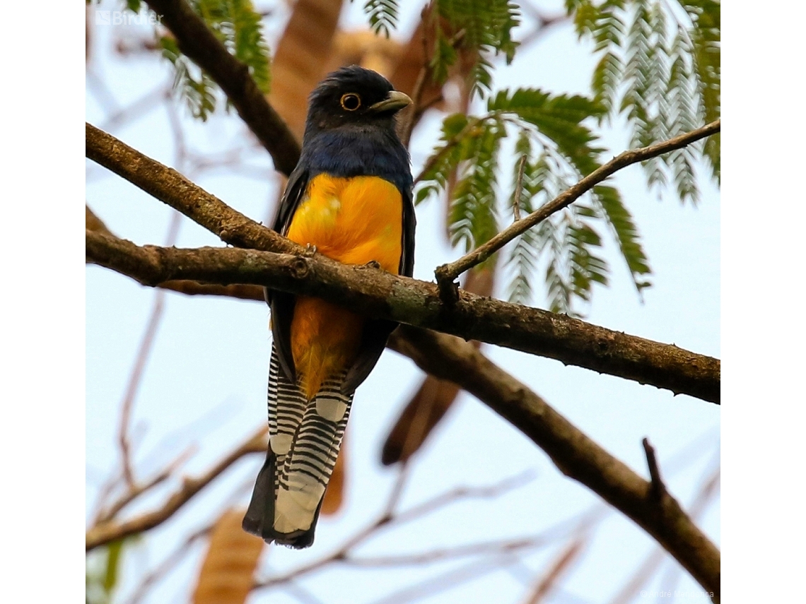 Trogon ramonianus