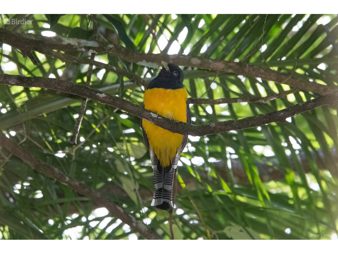 Trogon chrysochloros