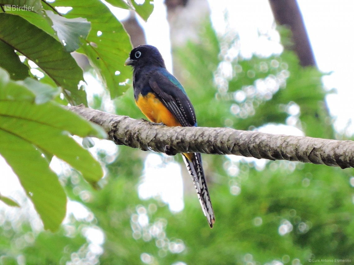 Trogon rufus