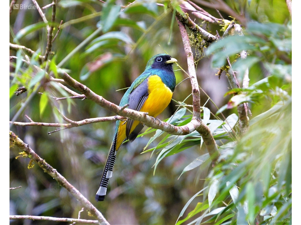 Trogon chrysochloros