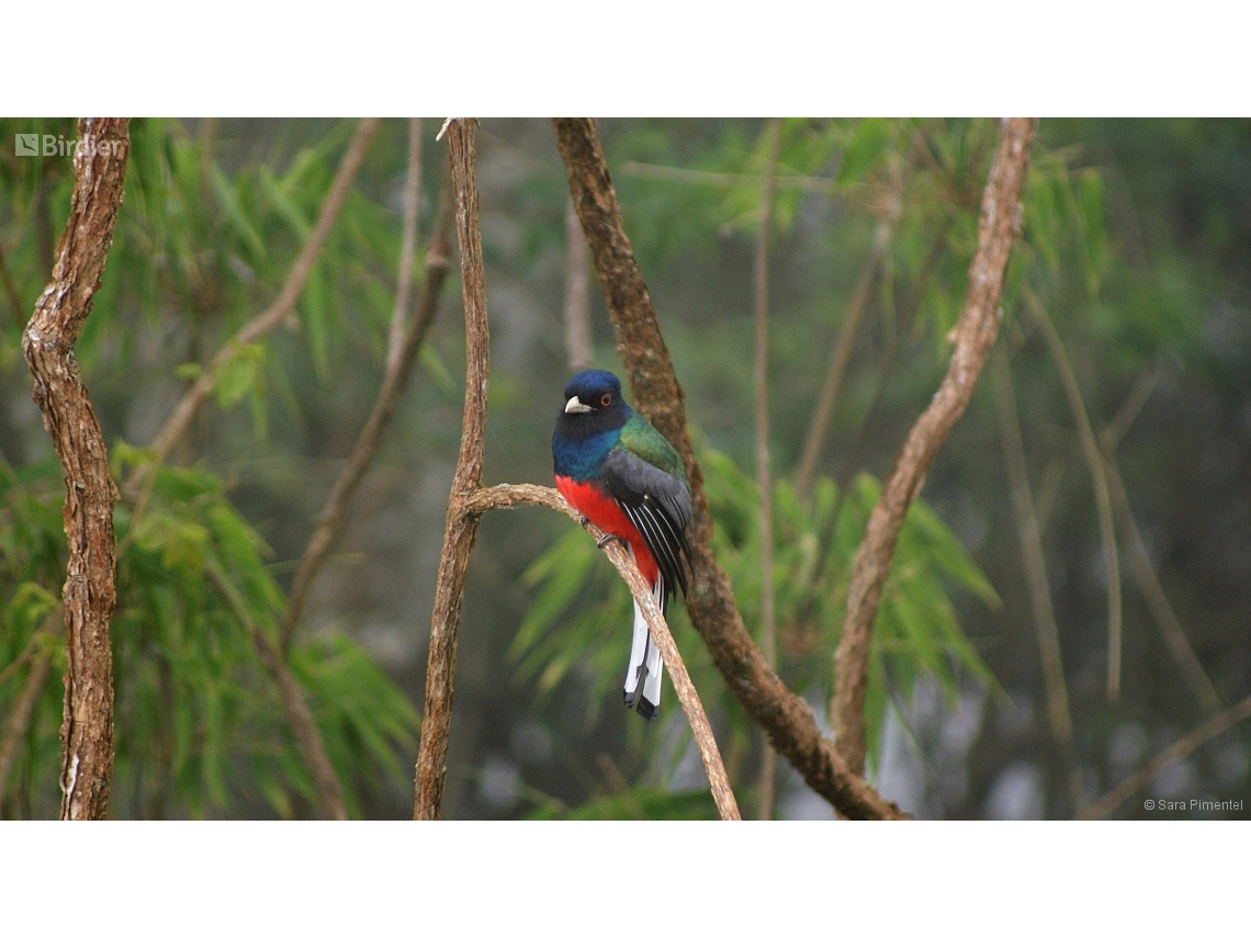Trogon surrucura