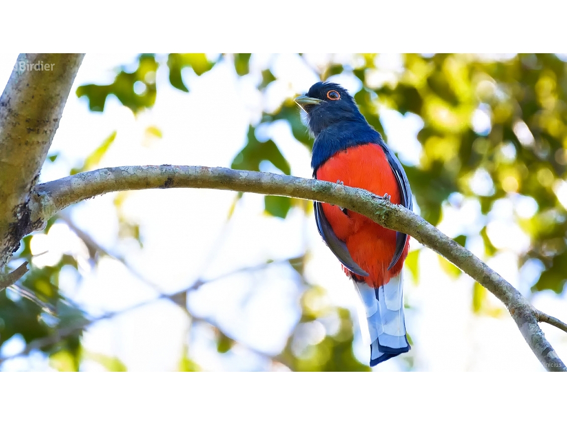 Trogon surrucura