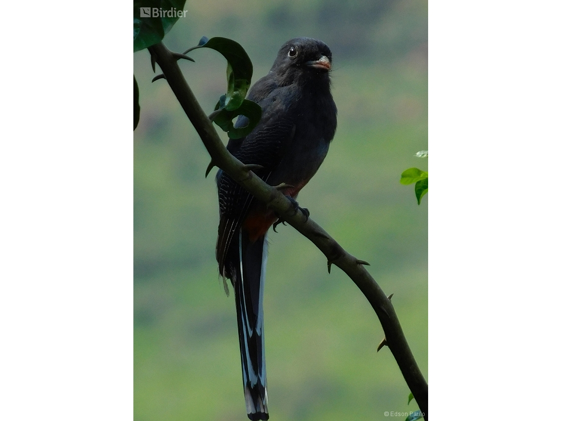 Trogon surrucura