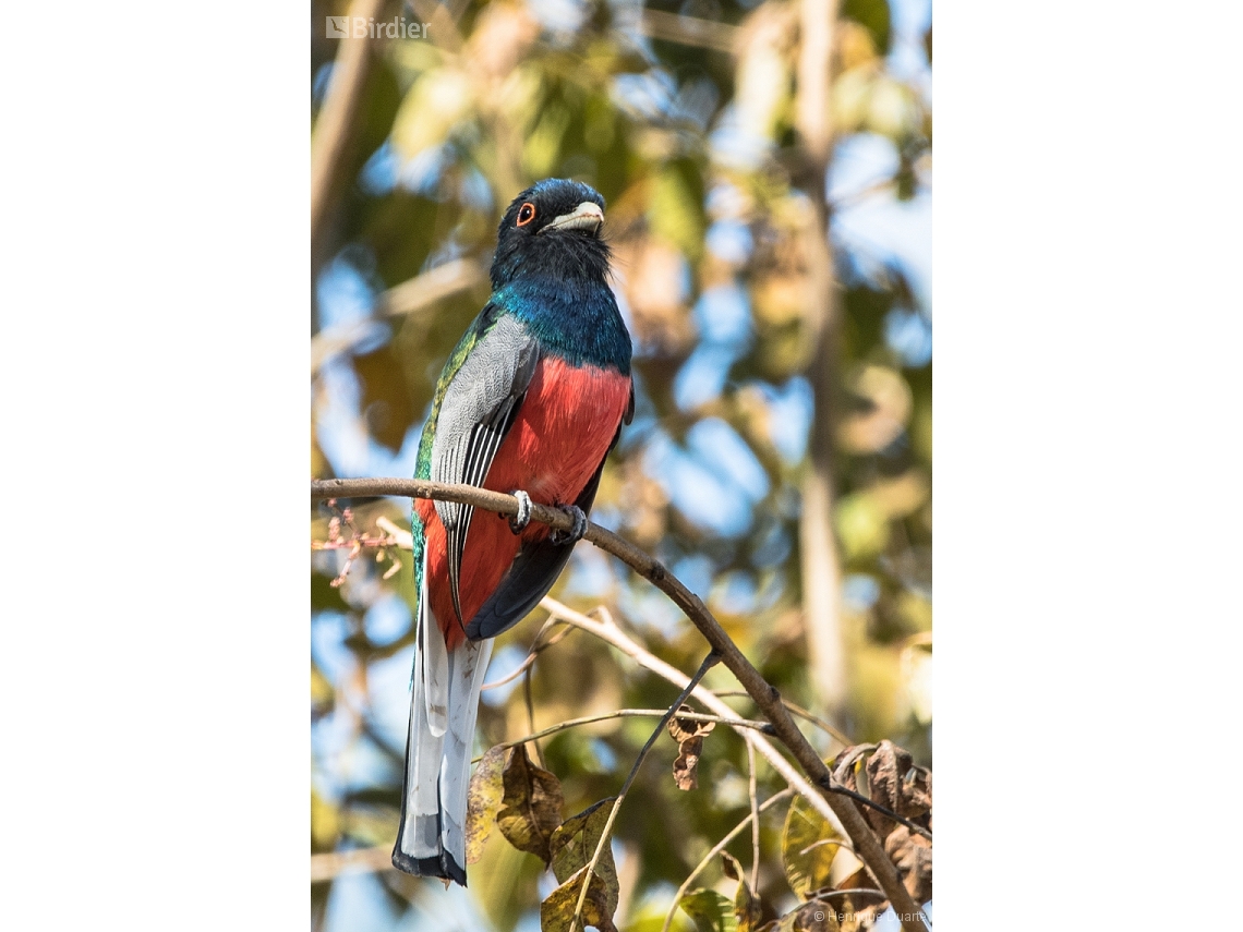 Trogon surrucura