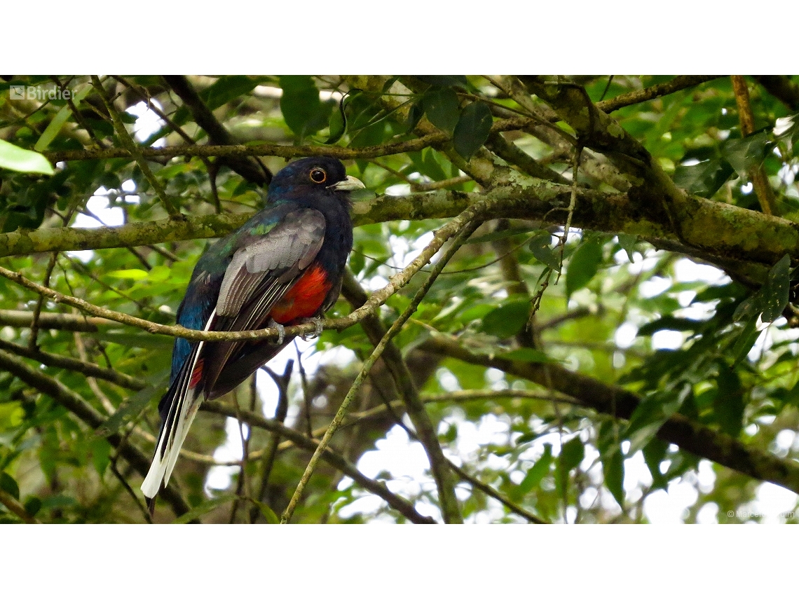 Trogon surrucura