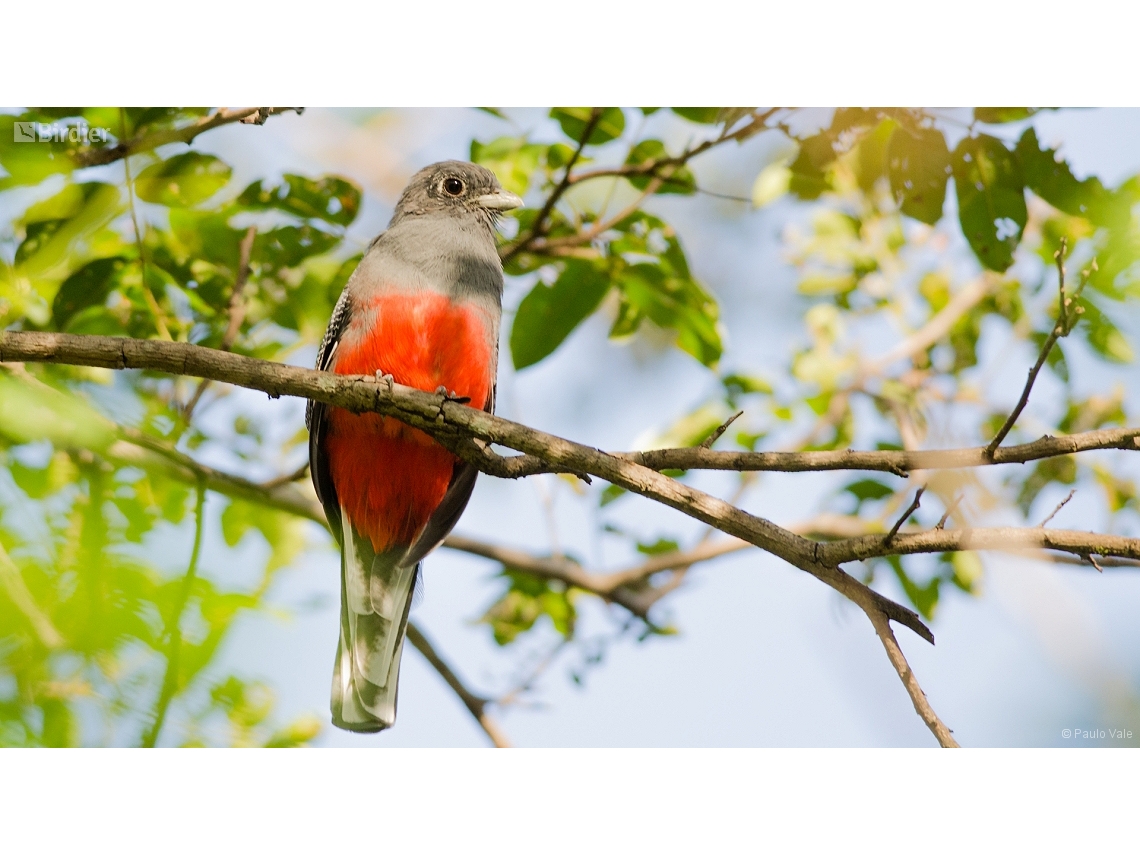 Trogon surrucura