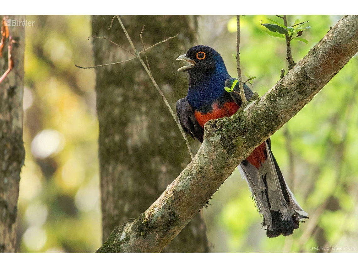 Trogon surrucura