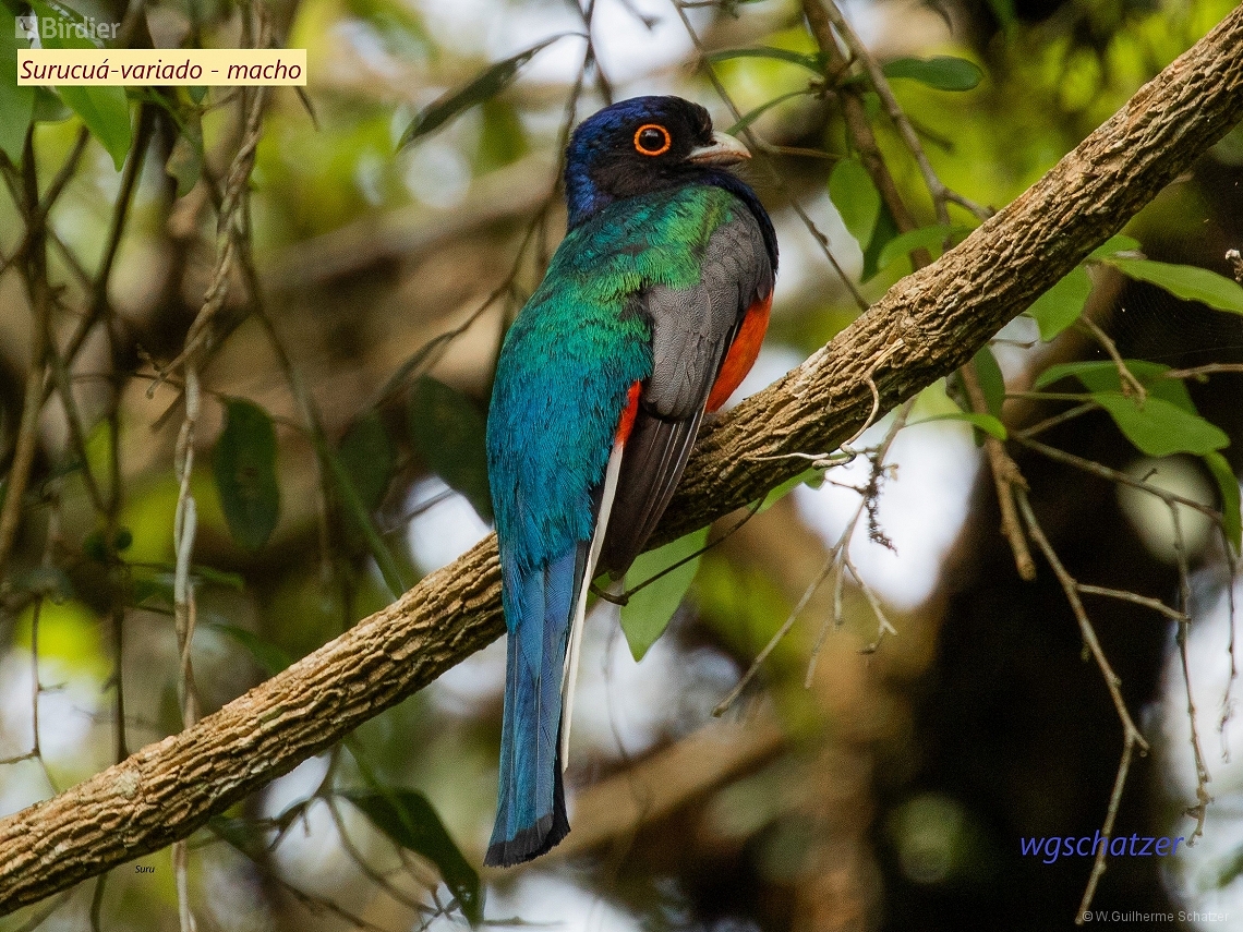 Trogon surrucura