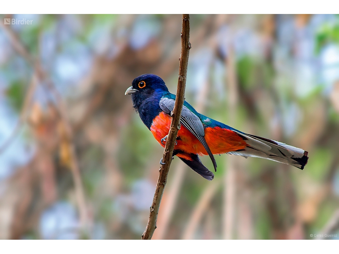 Trogon surrucura