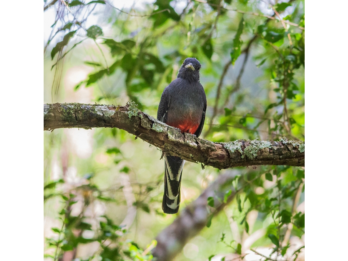 Trogon surrucura