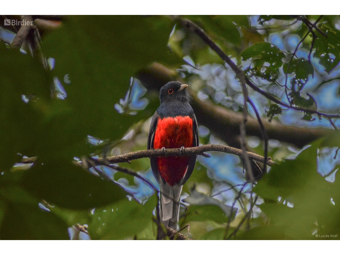 Trogon surrucura
