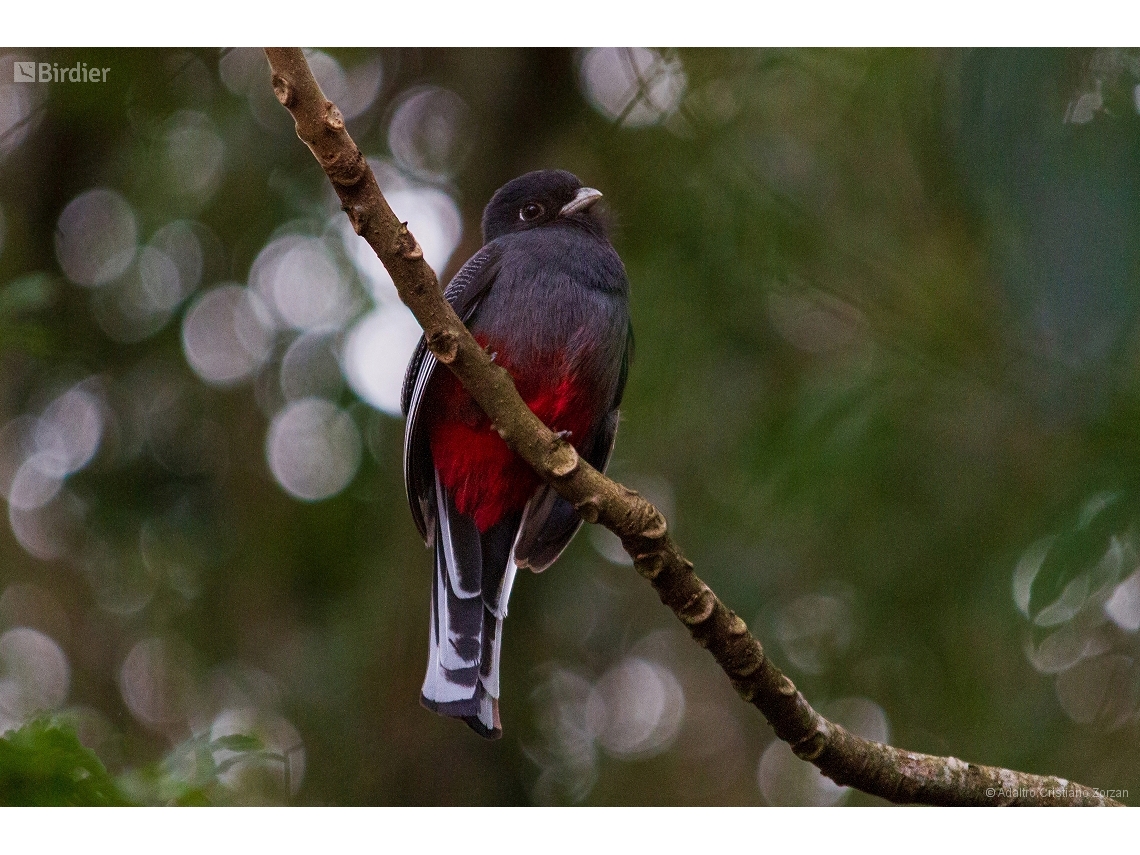 Trogon surrucura