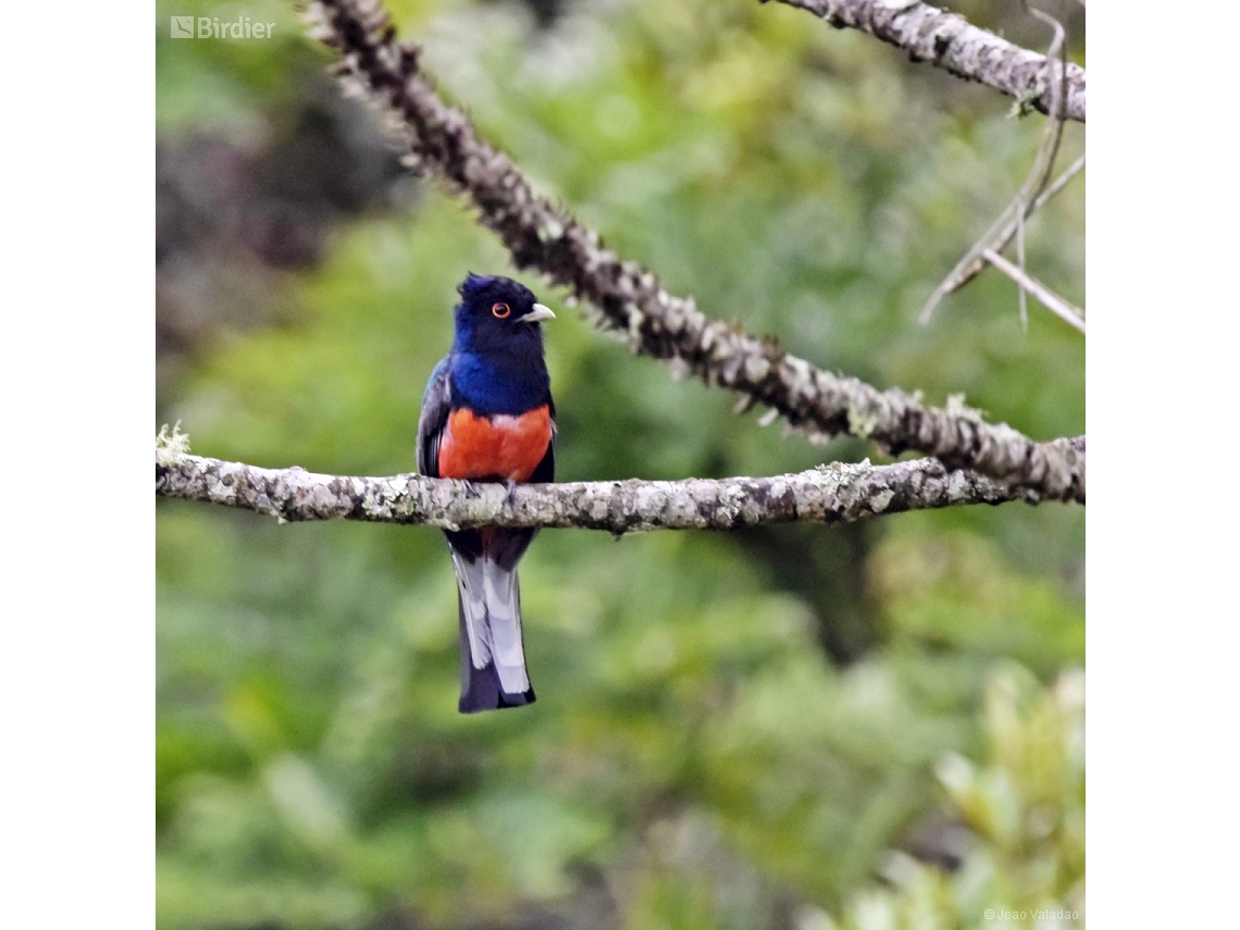 Trogon surrucura