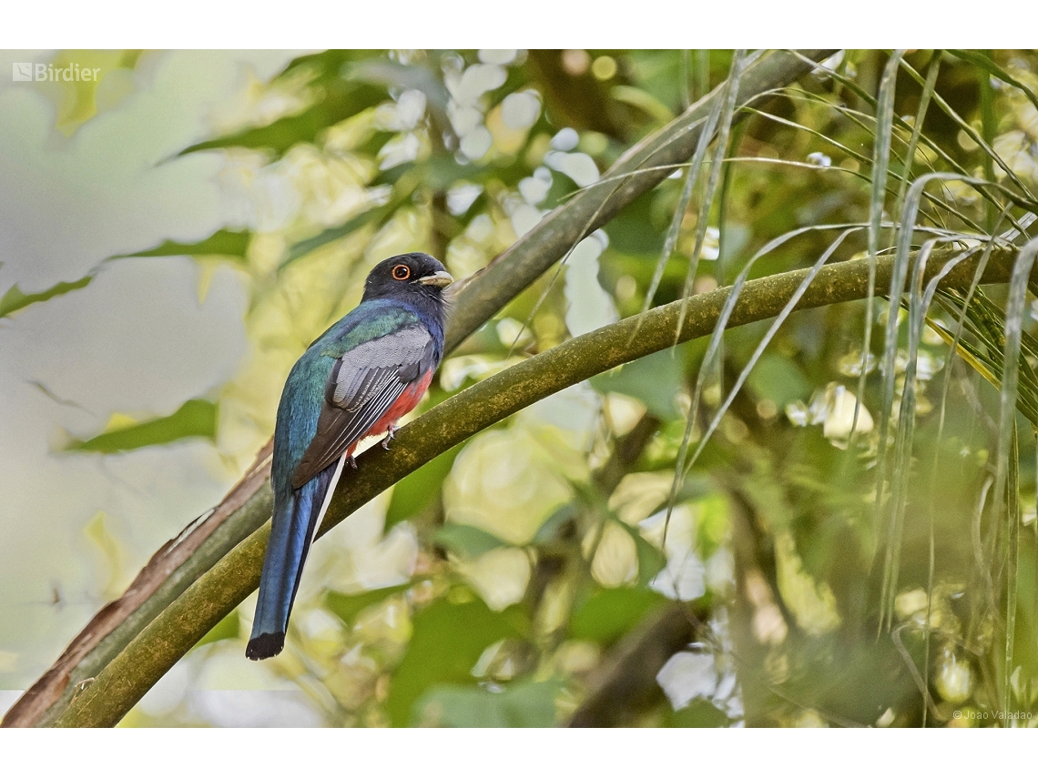 Trogon surrucura
