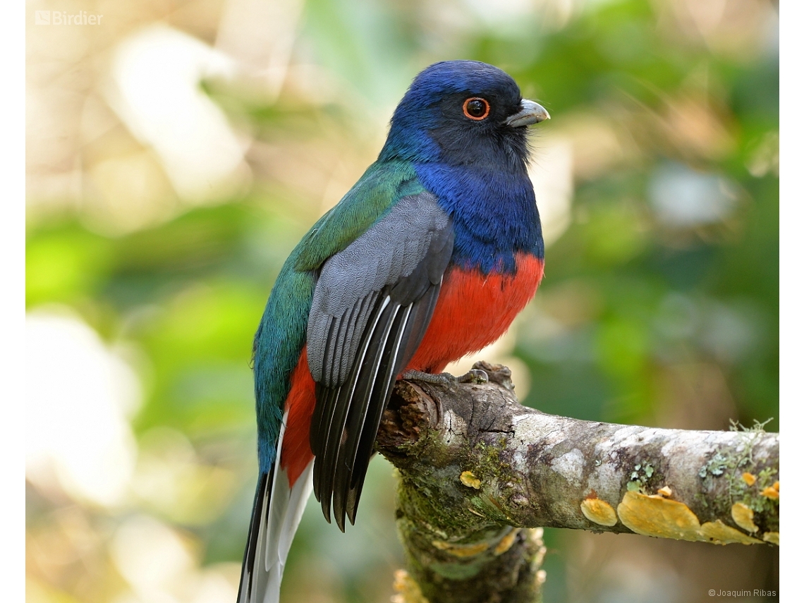 Trogon surrucura