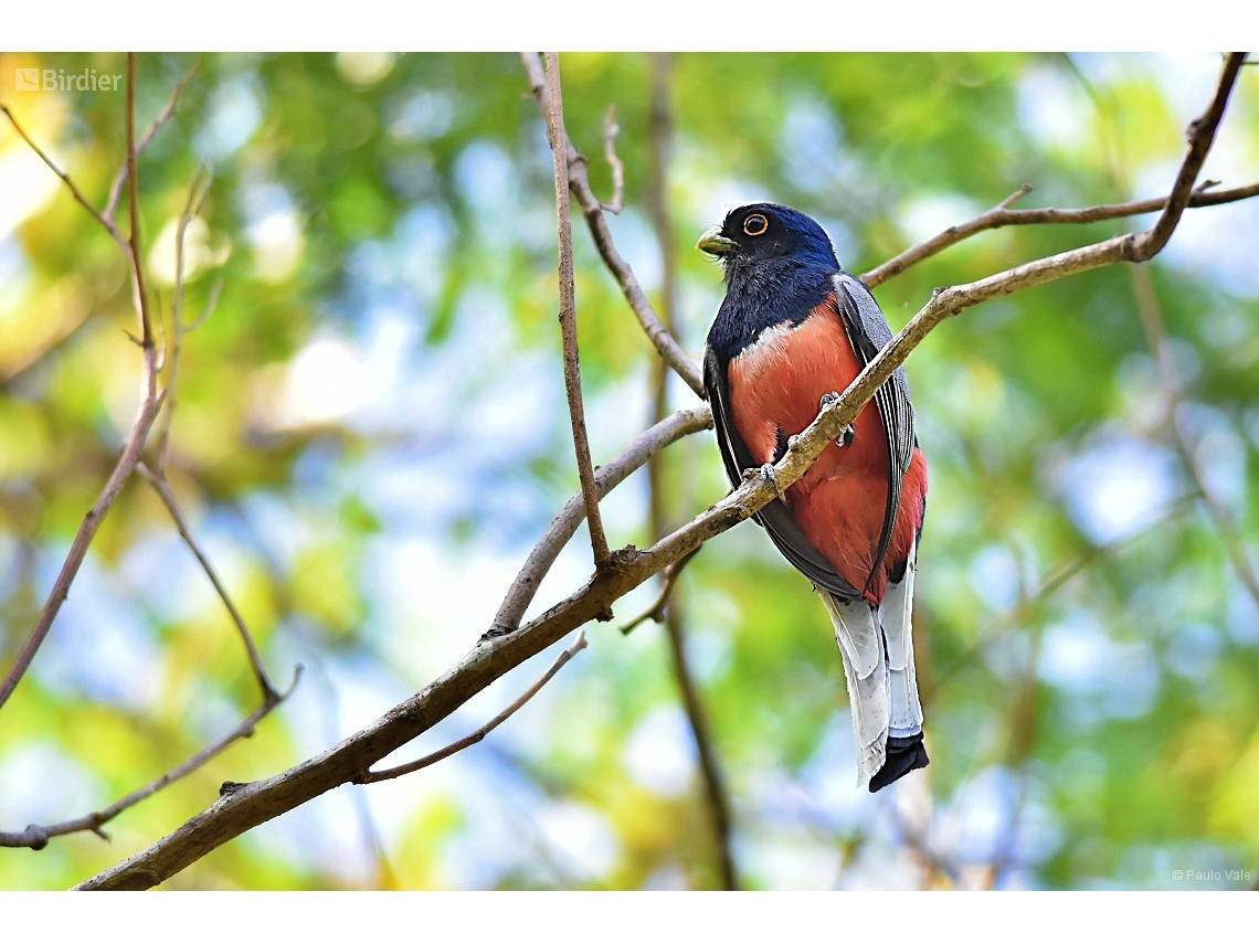 Trogon surrucura