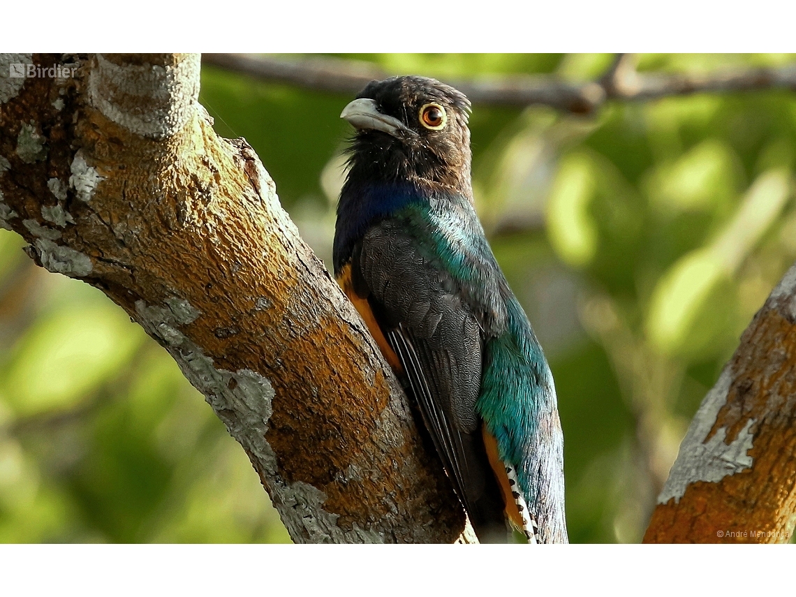 Trogon violaceus