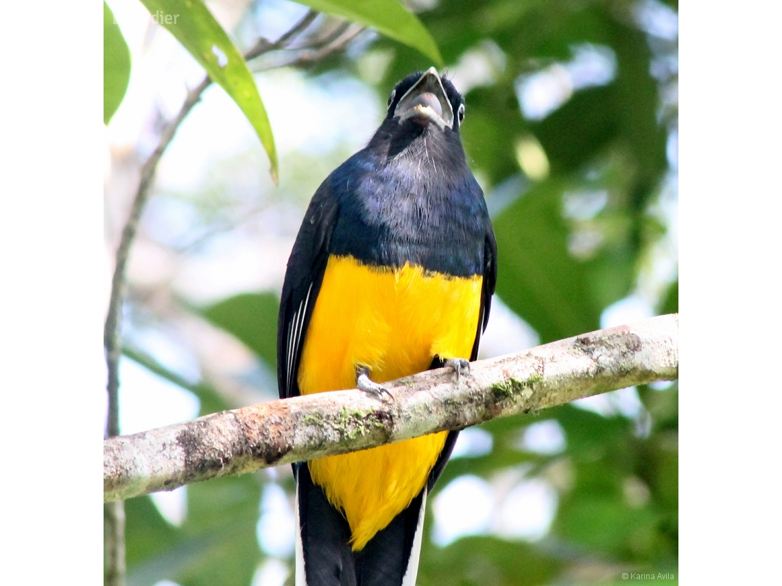Trogon viridis