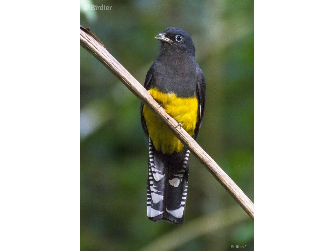 Trogon viridis