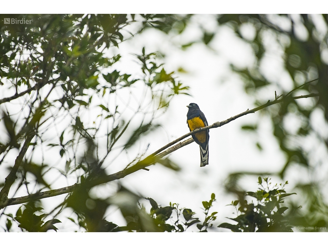 Trogon viridis
