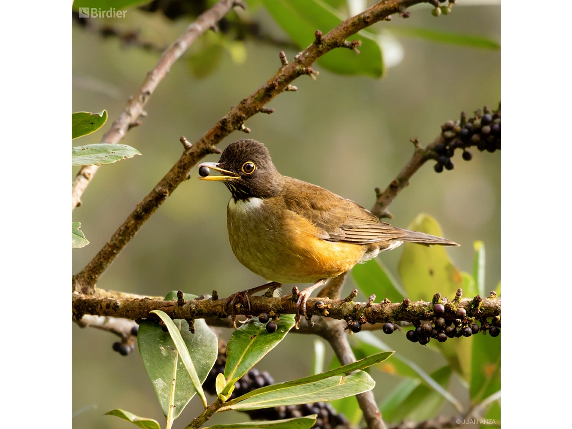 Turdus albicollis