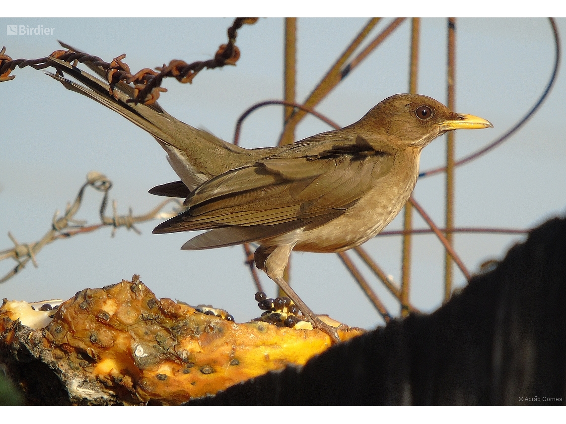 Turdus amaurochalinus