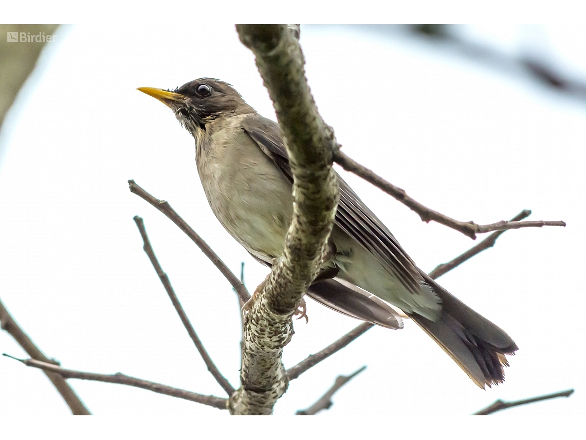 Turdus amaurochalinus