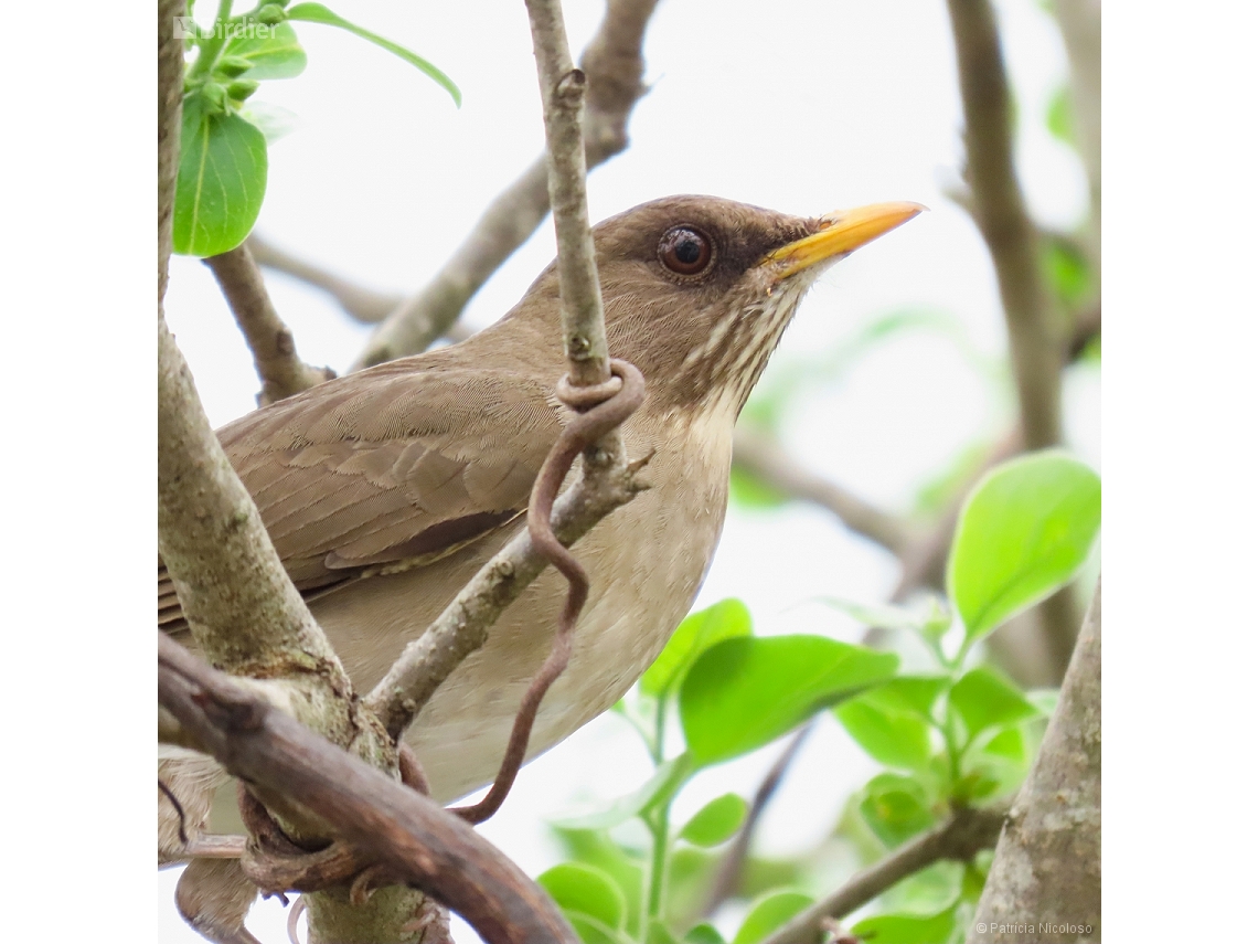 Turdus amaurochalinus