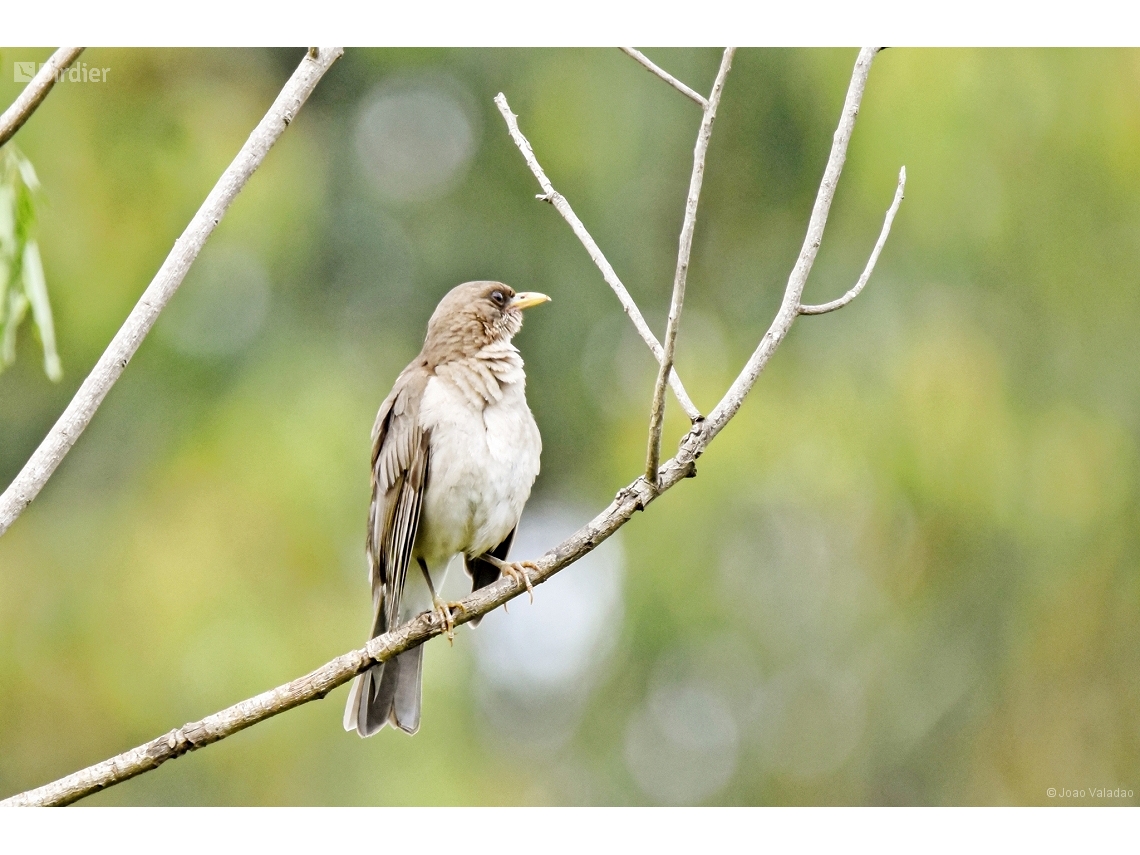 Turdus amaurochalinus