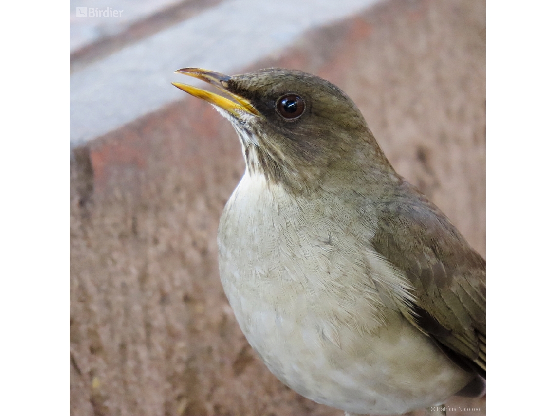 Turdus amaurochalinus