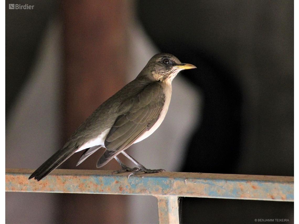 Turdus amaurochalinus