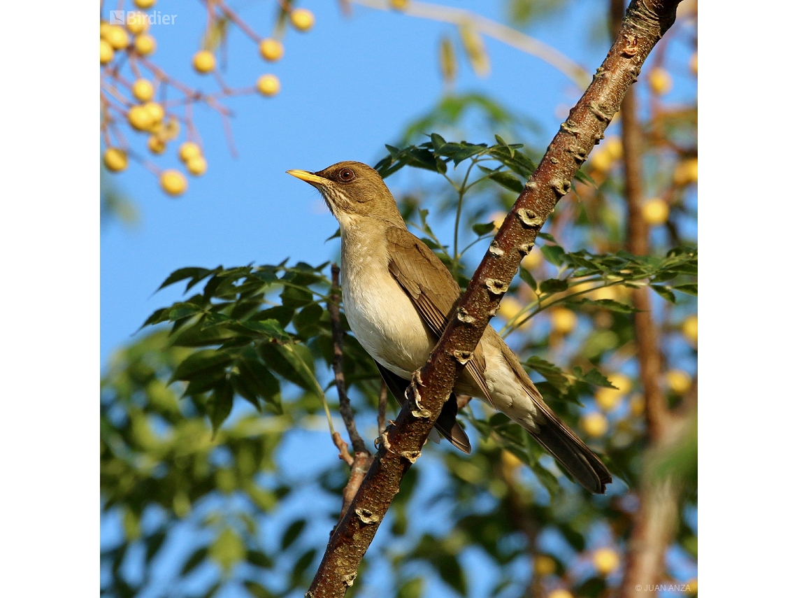 Turdus amaurochalinus